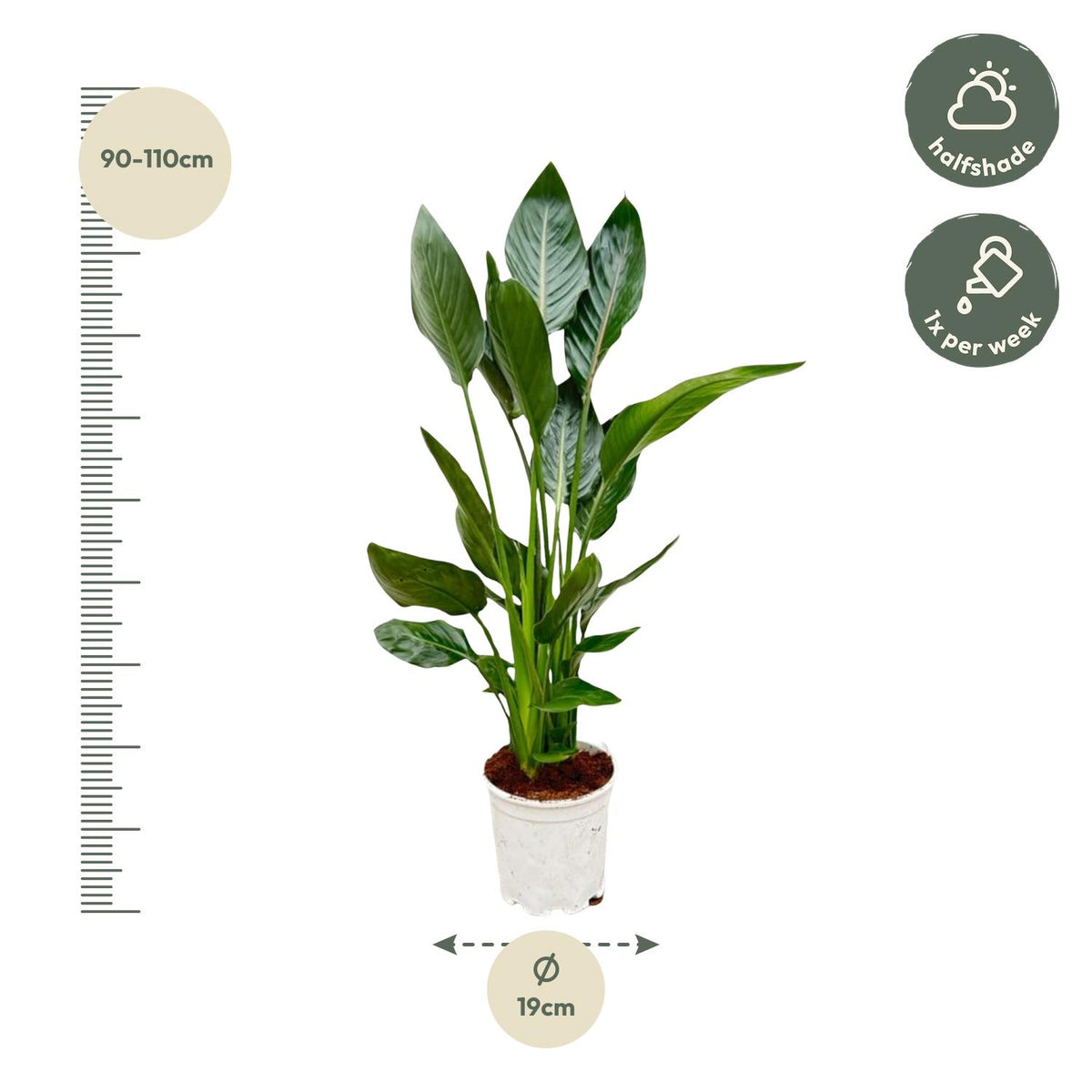 Strelitzia reginae (bird of paradise) – Ø21 cm, 100 cm high – photo 2