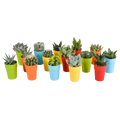 15× Mélange de cactus et plantes grasses (Cactaceae) – Ø6 cm, 13 cm de haut – pot en plastique coloré