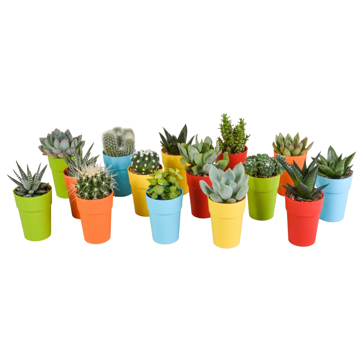 15× Mélange de cactus et plantes grasses (Cactaceae) – Ø6 cm, 13 cm de haut – pot en plastique coloré