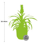 Ananas Mi Amigo i ELHO Vibes Fold 14 cm pink (ananasplante) – 40 cm høj