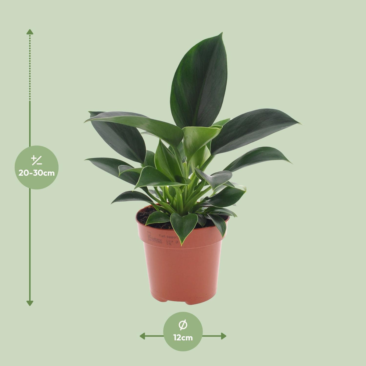 Philodendron Green Princess – Ø 12 cm, 25 cm hoch