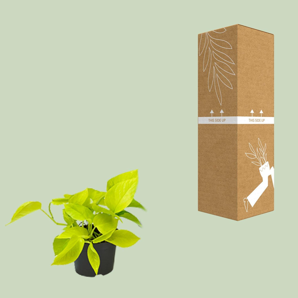 Epipremnum Golden Pothos (scindapsus) – Ø12 cm, 15 cm hoch
