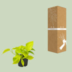 Epipremnum Golden Pothos (scindapsus) – Ø12 cm, 15 cm hoch