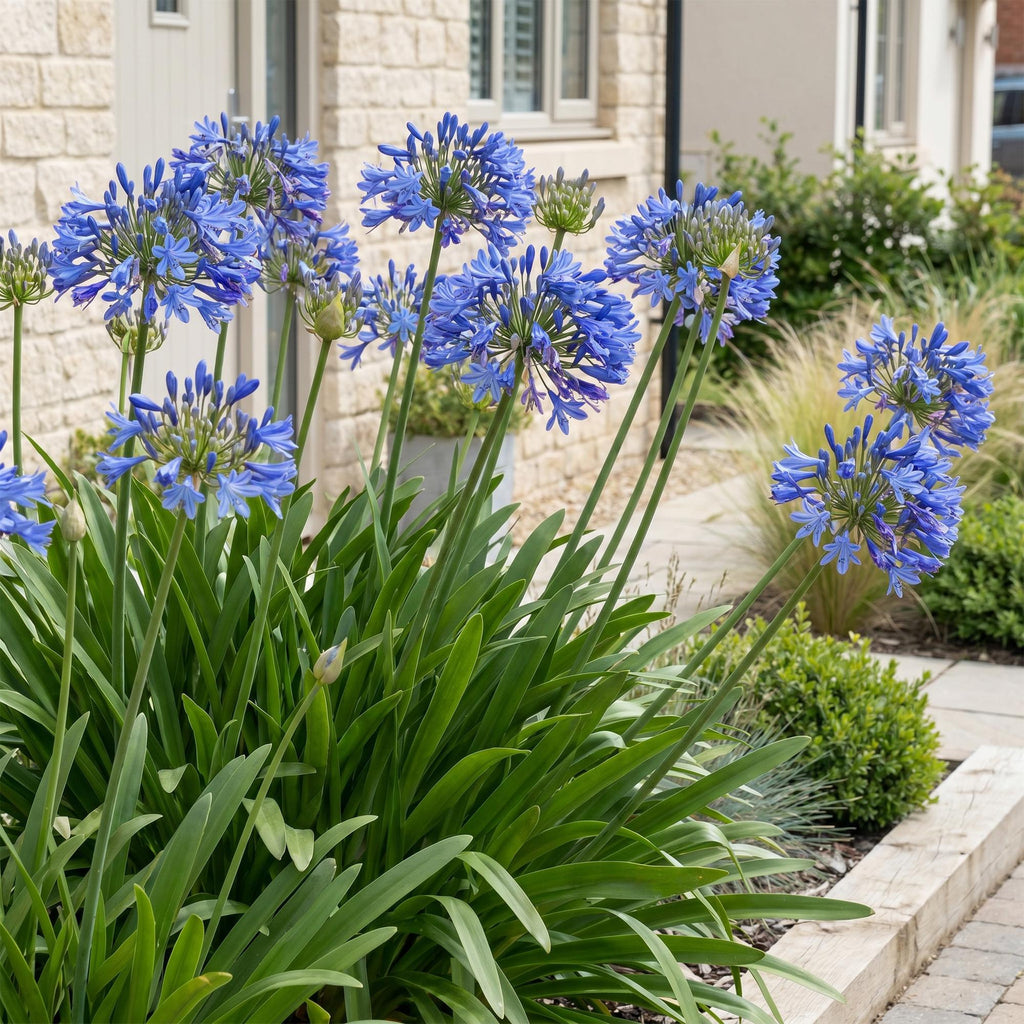 Agapanthus africanus (African lily) – blue – 24 plants, Ø11 cm, 15–25 cm high – photo 6