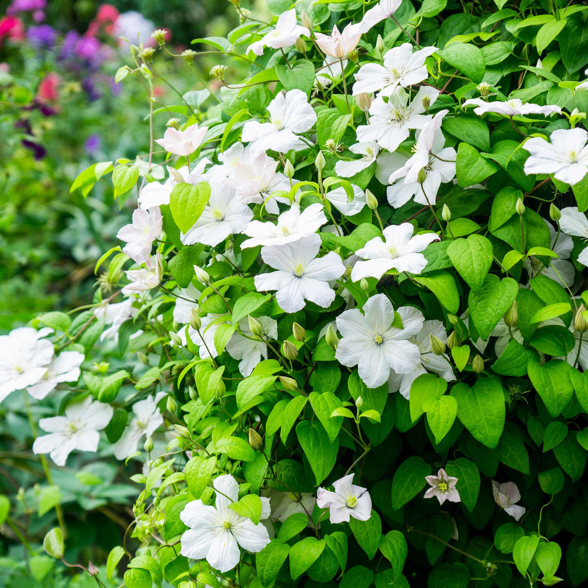 Clematis 'Madame Le Coultre' (bosrank) – wit – 2 planten, Ø11 cm, 40 cm hoog