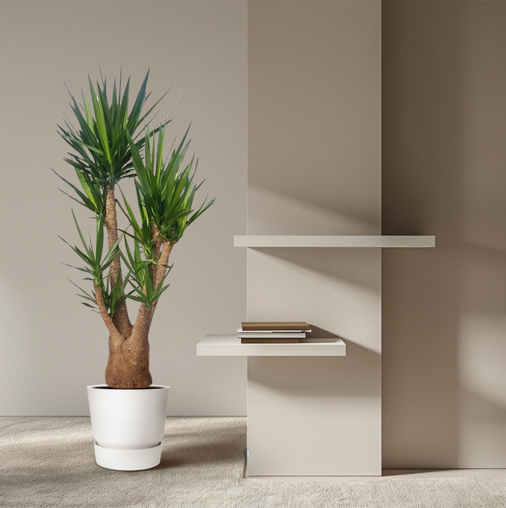 Yucca elephantipes vertakt – Ø55 cm, 190 cm hoog