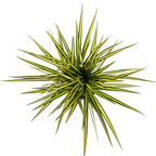Dracaena marginata Sunray (dragetræ) – Ø17 cm, 60–80 cm høj