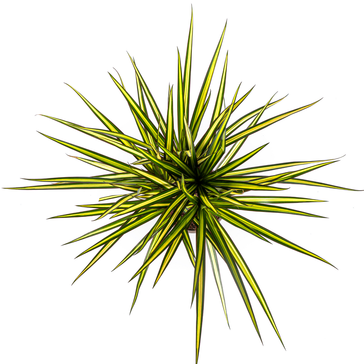Dracaena marginata Sunray (drakenboom) – Ø17 cm, 60–80 cm hoog