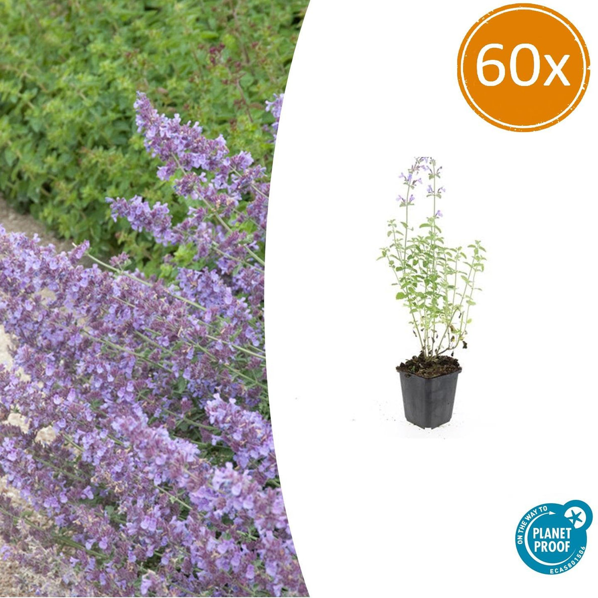 Nepeta 'Walker’s Low' (catmint) – 60 plants, Ø9 cm, 10–25 cm high – photo 2