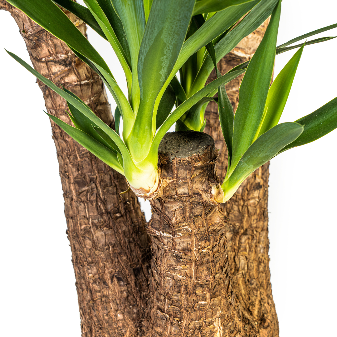 Yucca elephantipes Verzweigt – Ø24 cm, 80–100 cm hoch