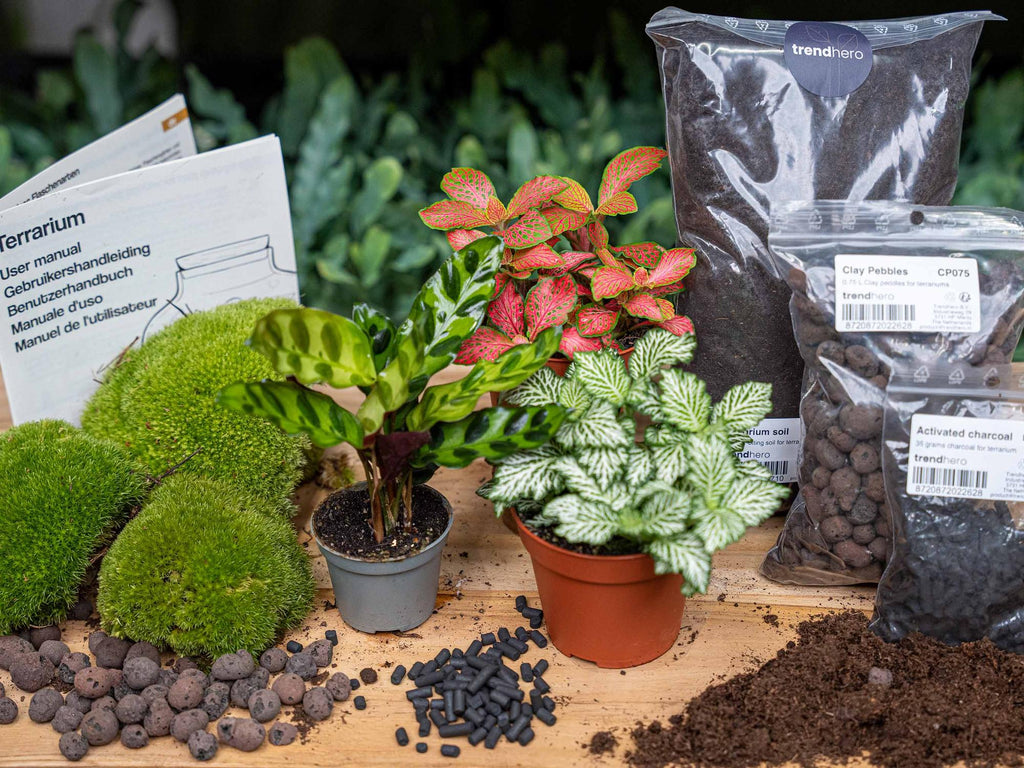 Calathea Lancifolia – Ø6 cm – recharge du kit de démarrage