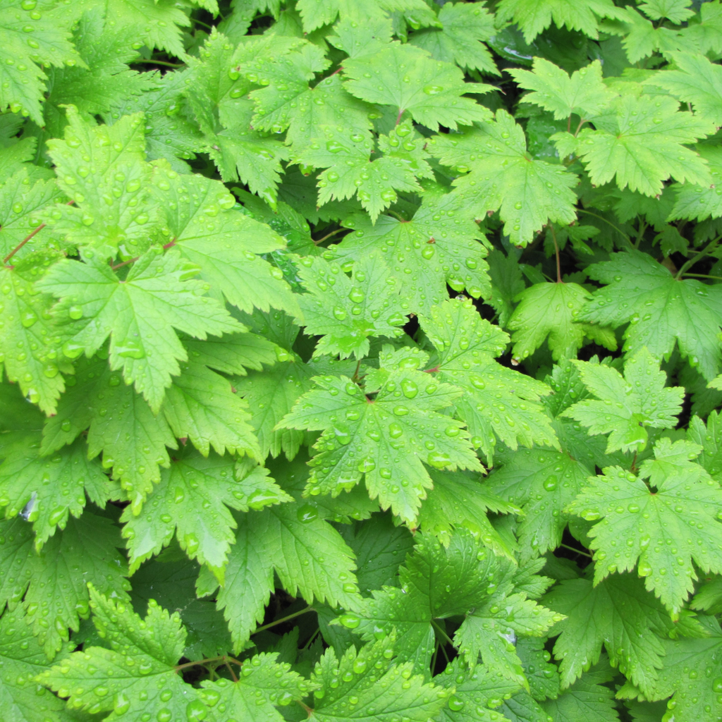 Tiarella cordifolia (tiarella à feuilles cordées) – 6 plantes, Ø9 cm, 10–25 cm de haut – photo 8