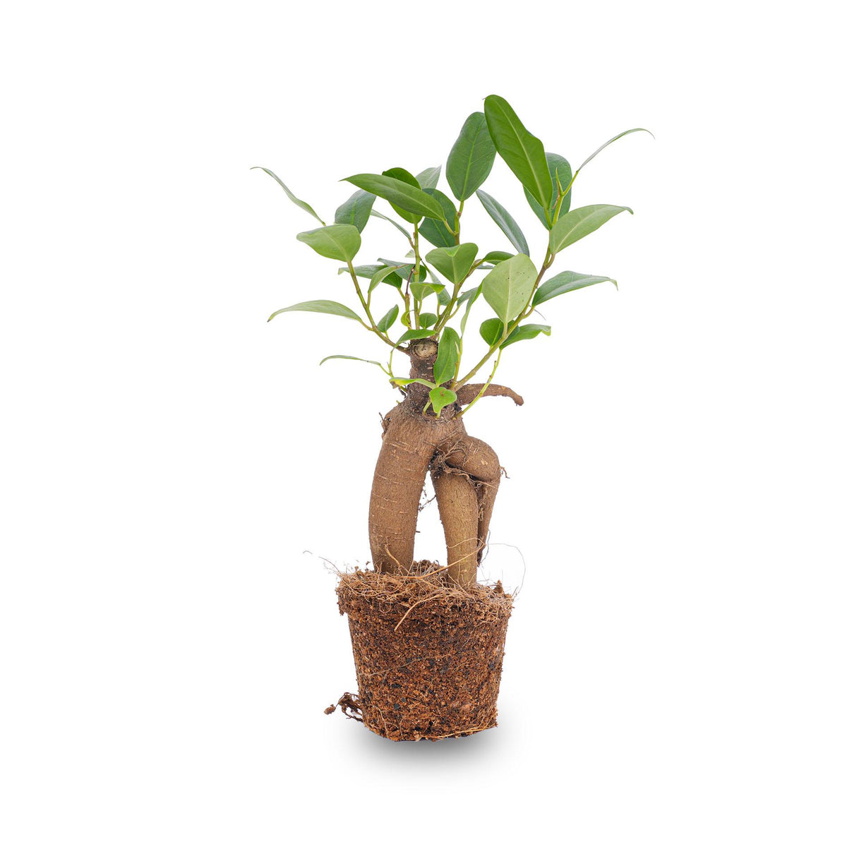 Ficus Ginseng bonsai – Ø6 cm – microcarpa cm