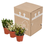 3× Crassula mix (jade plant) without decorative pot – Ø9 cm, 18 cm high