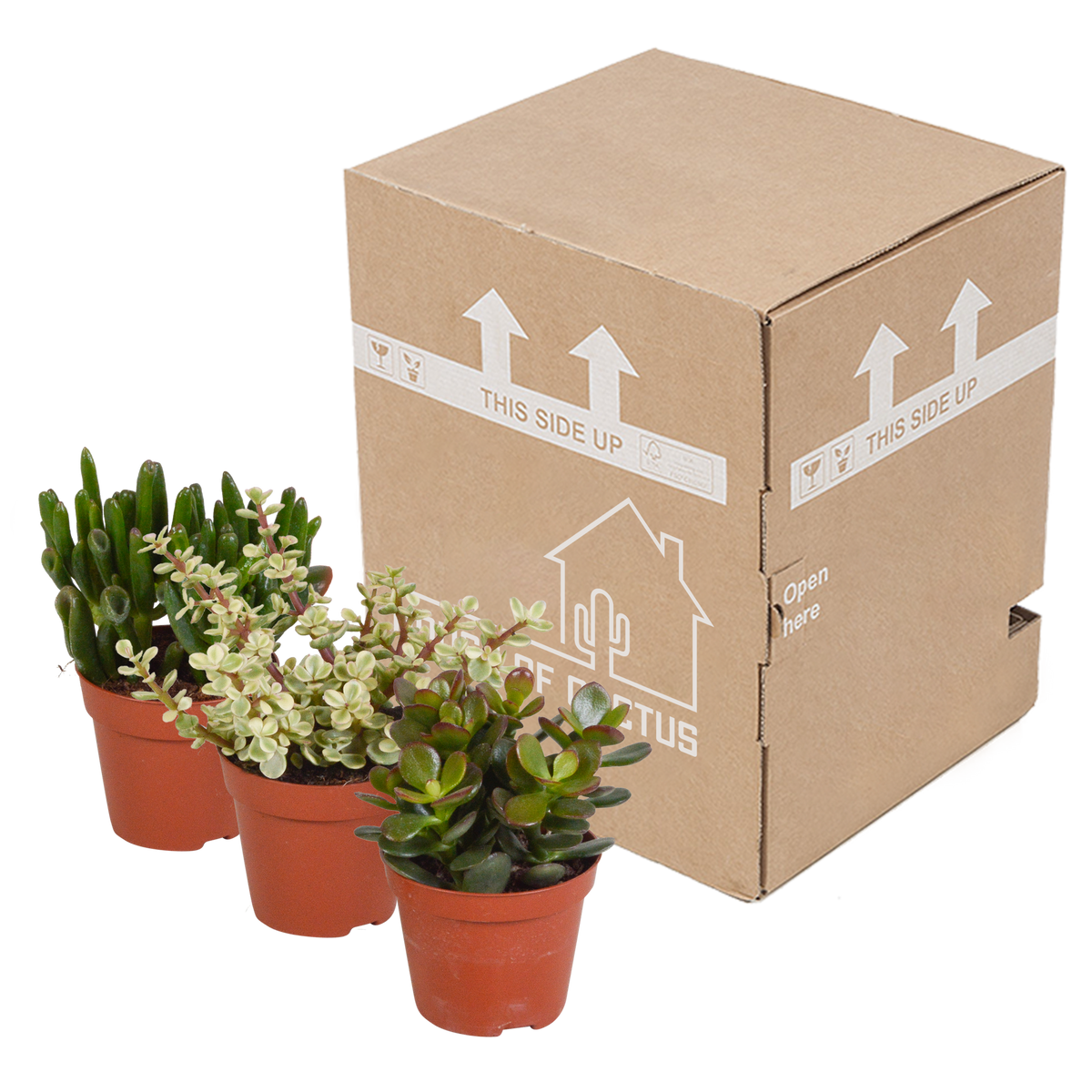 3× Crassula mix (jadeplante) uden urtepotte – Ø9 cm, 18 cm høj