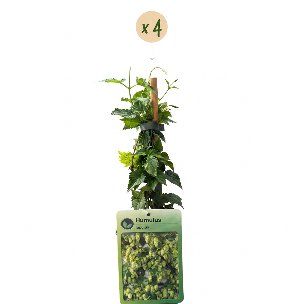 Humulus lupulus 'Nordbrau' (Nordbrau-Hopfen) – 4 Pflanzen, Ø 9 cm, 35 cm hoch
