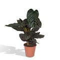 Calathea Ornata – Ø19 cm, 75 cm høj