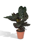 Calathea Ornata – Ø19 cm, 75 cm høj