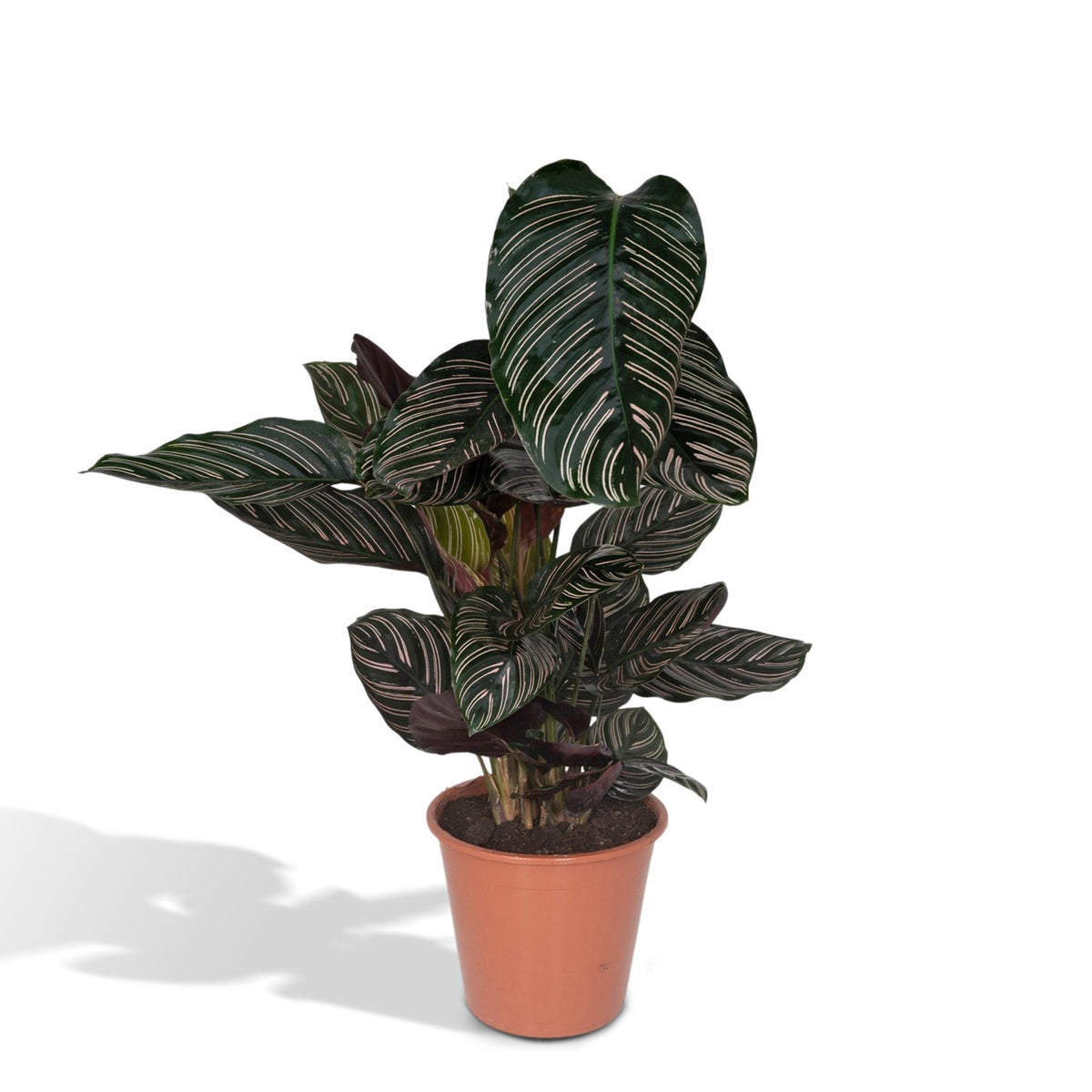 Calathea Ornata – Ø19 cm, 75 cm høj
