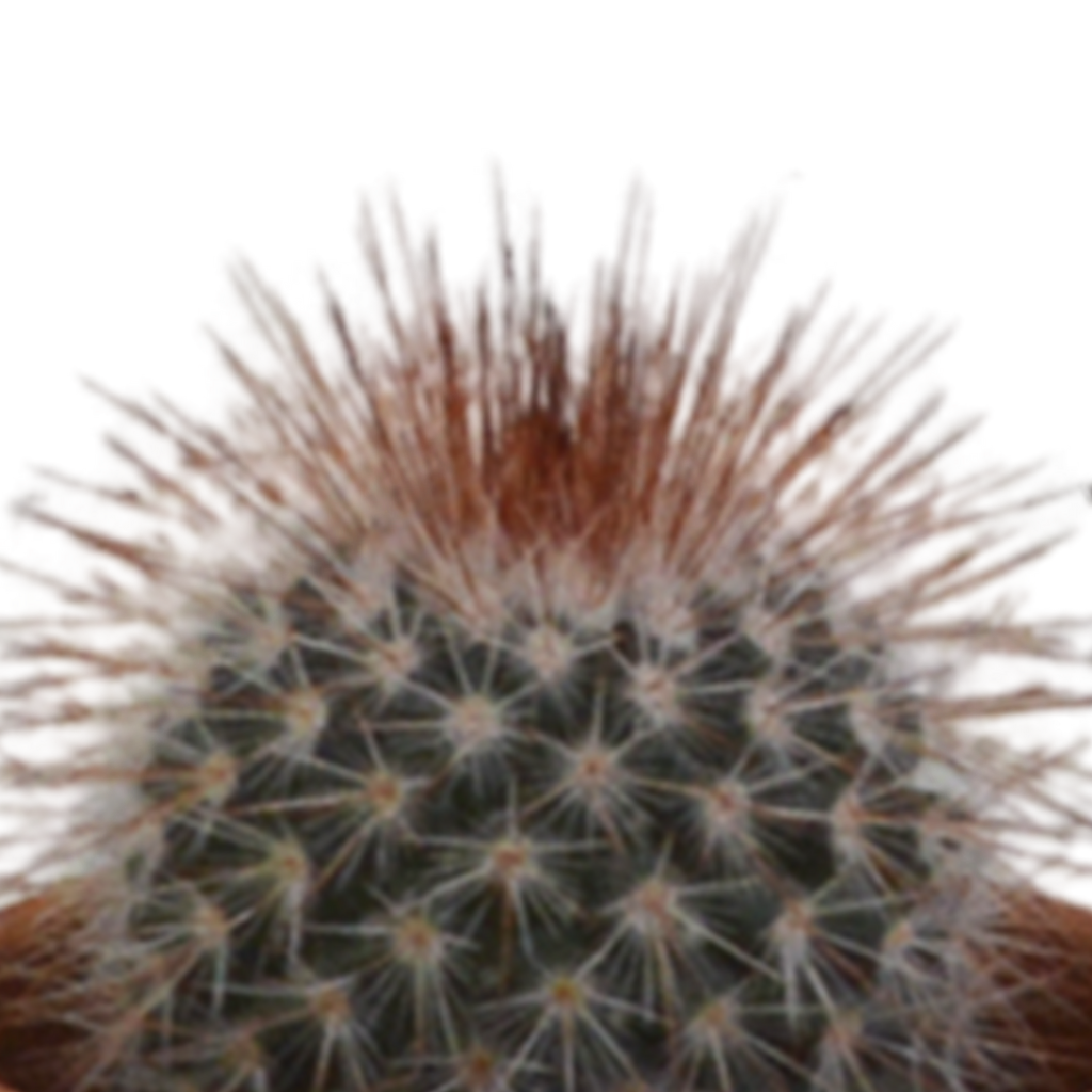 Kaktusmix (Cactaceae) i terrakottakrukke – Ø6 cm, 13 cm høj