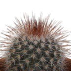 Kaktusmix (Cactaceae) i terrakottakrukke – Ø6 cm, 13 cm høj