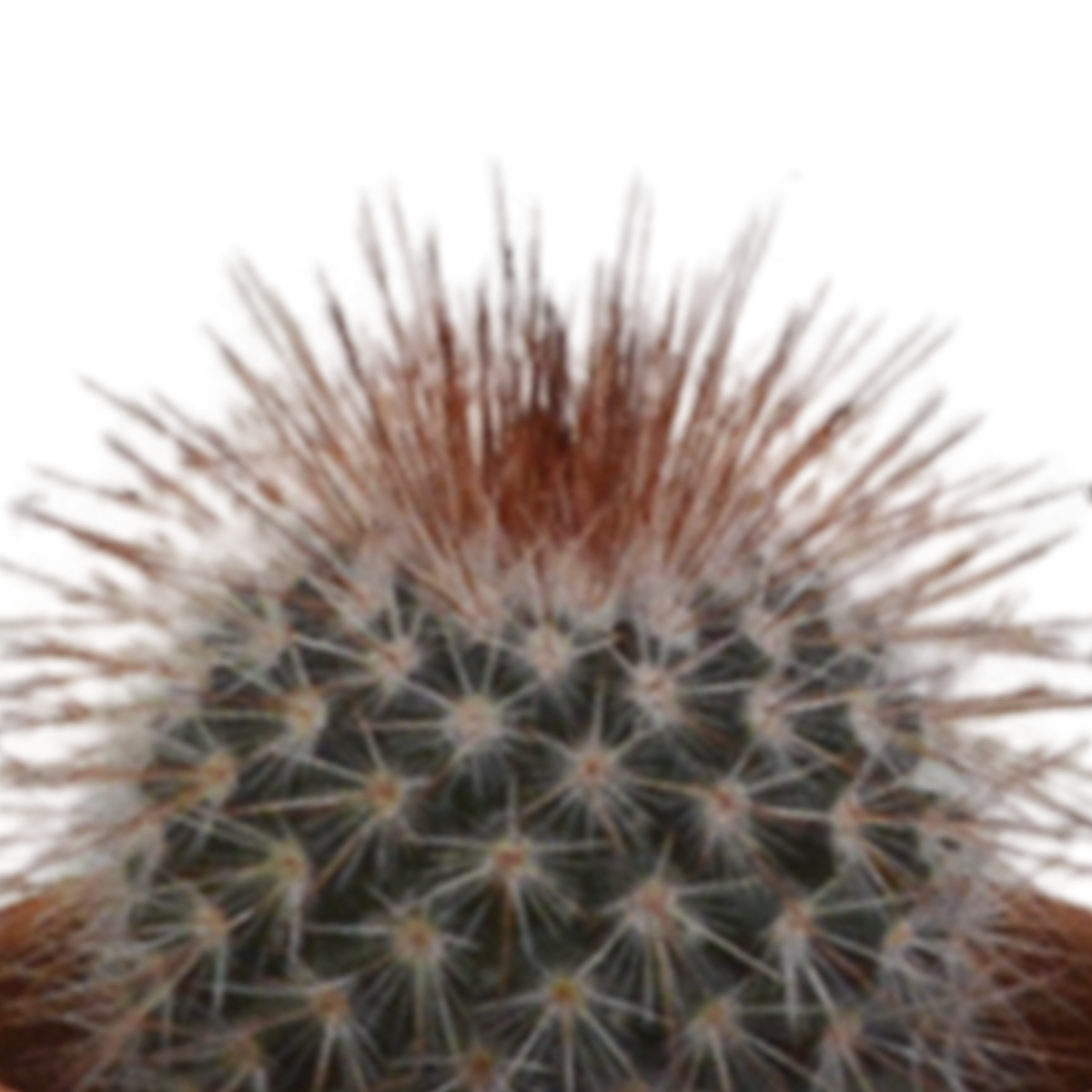 Kaktusmix (Cactaceae) i terrakottakrukke – Ø6 cm, 13 cm høj