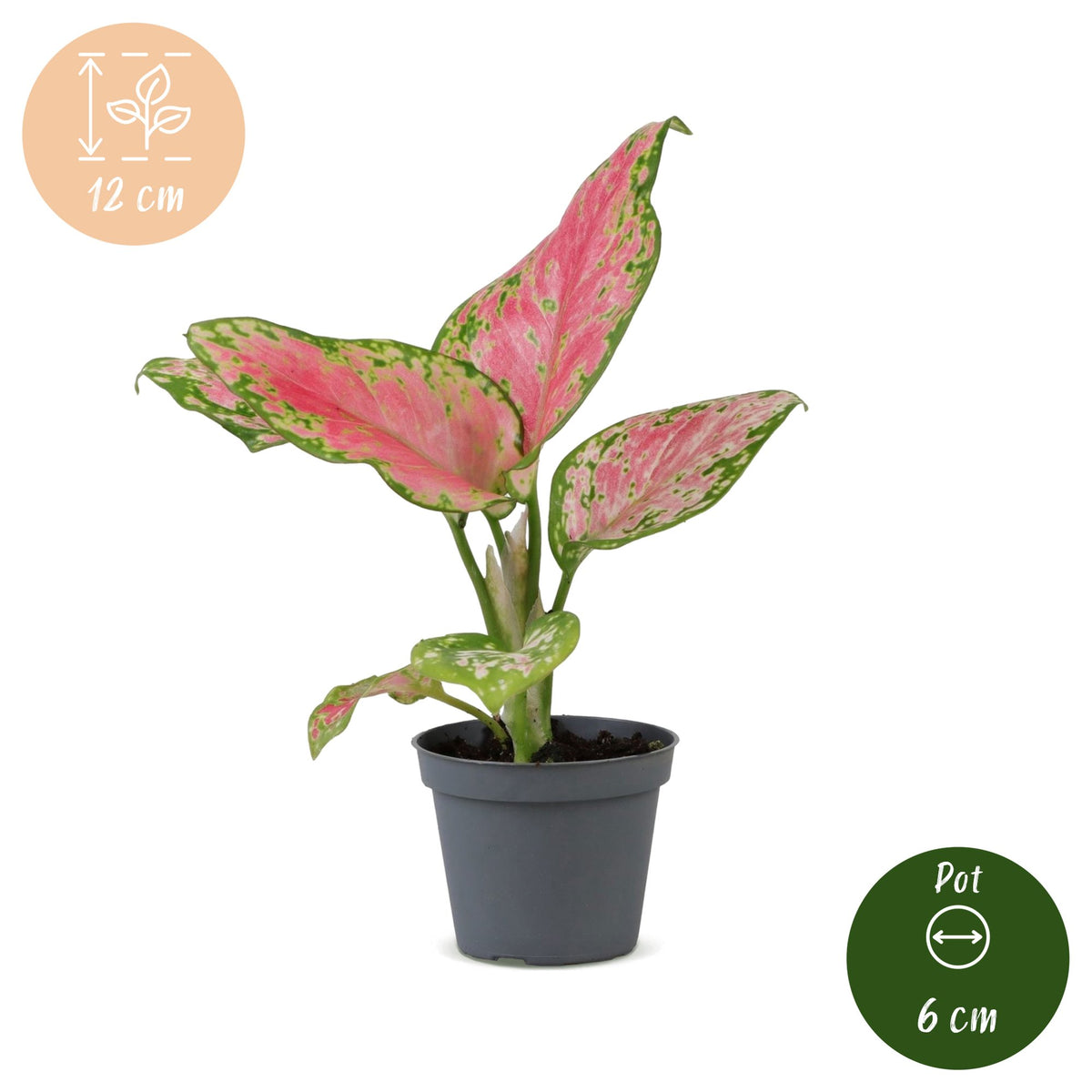 Aglaonema Red Valentine – Ø6 cm, 12 cm høj