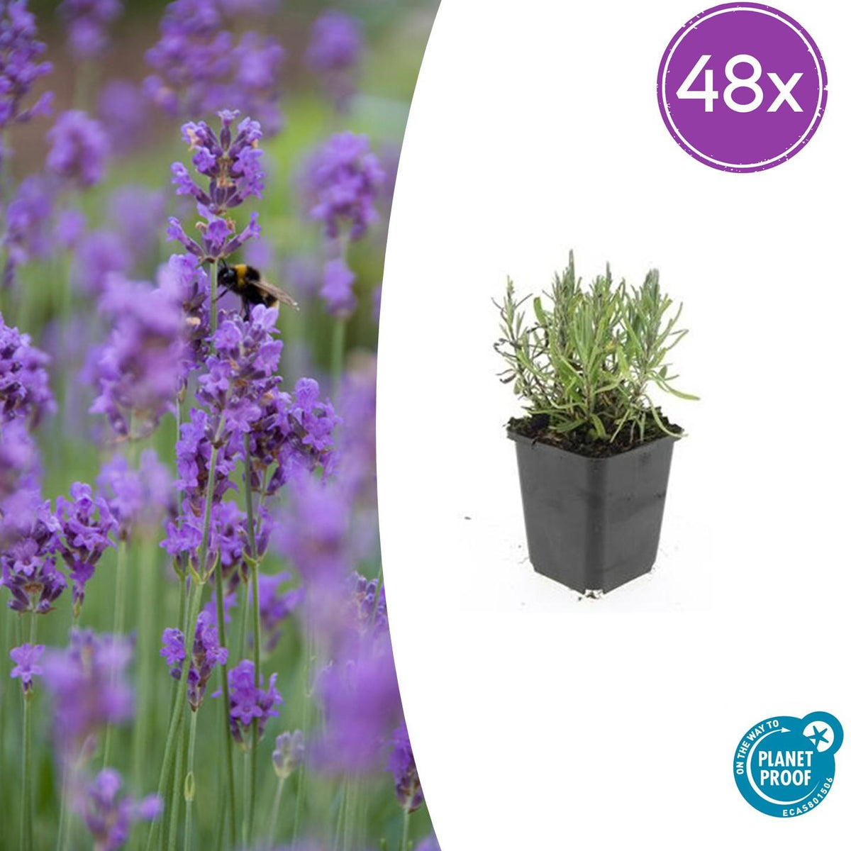 Lavandula angustifolia 'Munstead' (lavendel) – 48 planten, Ø9 cm, 10–25 cm hoog