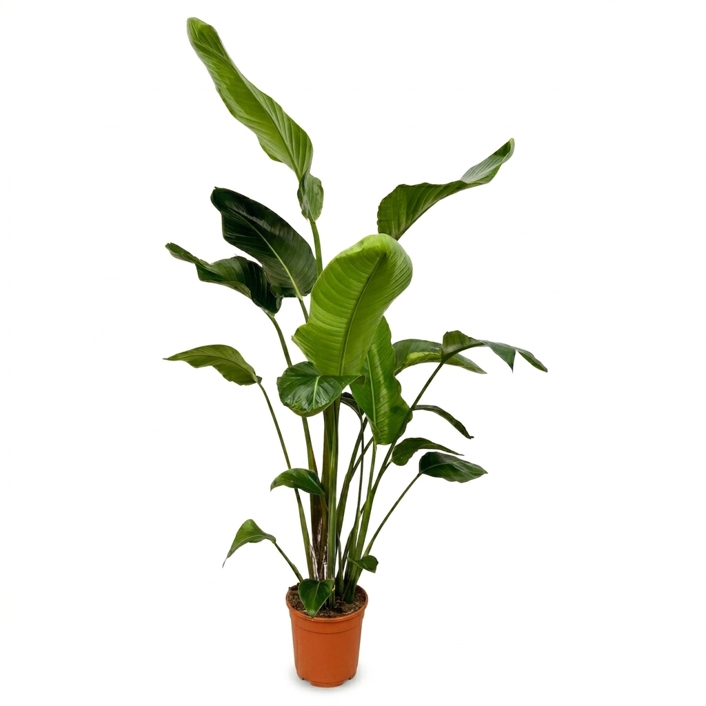 Strelitzia nicolai (witte paradijsvogelbloem) – Ø24 cm, 170 cm hoog