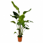 Strelitzia nicolai (witte paradijsvogelbloem) – Ø24 cm, 170 cm hoog