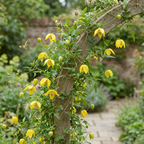 Clematis tangutica (liseron chinois) – jaune – 2 plantes, Ø9 cm, 35 cm de haut