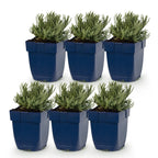 Lavandula angustifolia 'Munstead' (lavande) – violet – 6 plants, Ø11 cm, 15–25 cm de haut