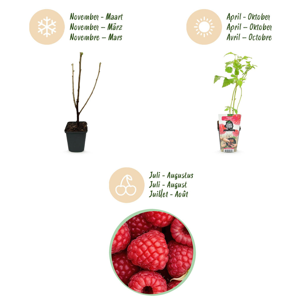 Rubus idaeus 'Ottawa' (Himbeere) – 3 Pflanzen, Ø9 cm, 35 cm hoch