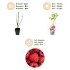 Rubus idaeus 'Ottawa' (Himbeere) – 3 Pflanzen, Ø9 cm, 35 cm hoch