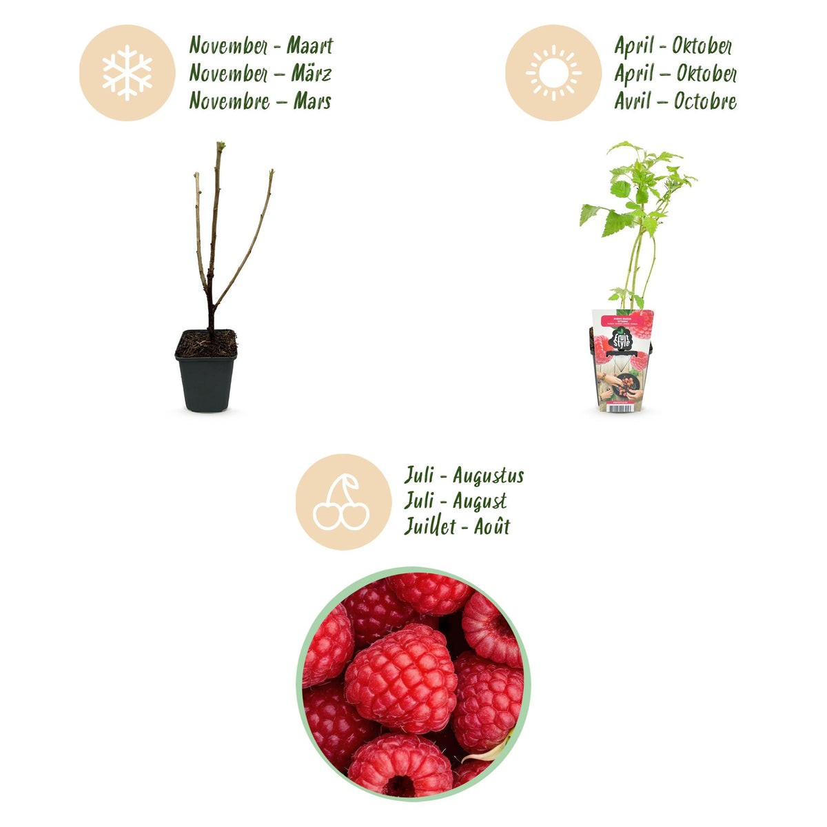 Rubus idaeus 'Ottawa' (Himbeere) – 3 Pflanzen, Ø9 cm, 35 cm hoch