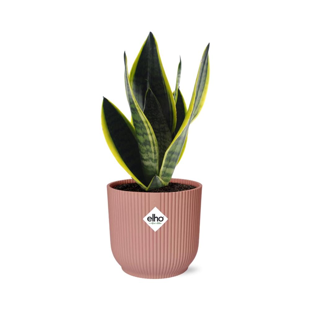 Sansevieria Futura Superba im ELHO Vibes Fold 14 cm rosa (Bogenhanf) – 40 cm hoch – Bild 2