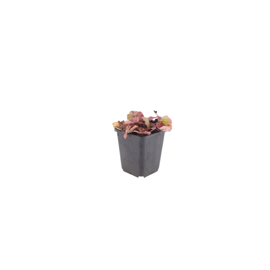 Tiarella cordifolia (tiare à feuilles cordées) – 48 plants, Ø9 cm, 10–25 cm de haut – photo 2