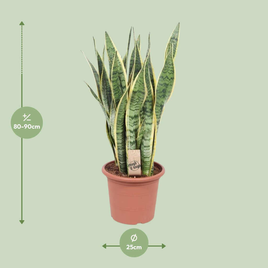 Sansevieria trifasciata Laurentii (svigermors tunge) – Ø25 cm, 85 cm høj
