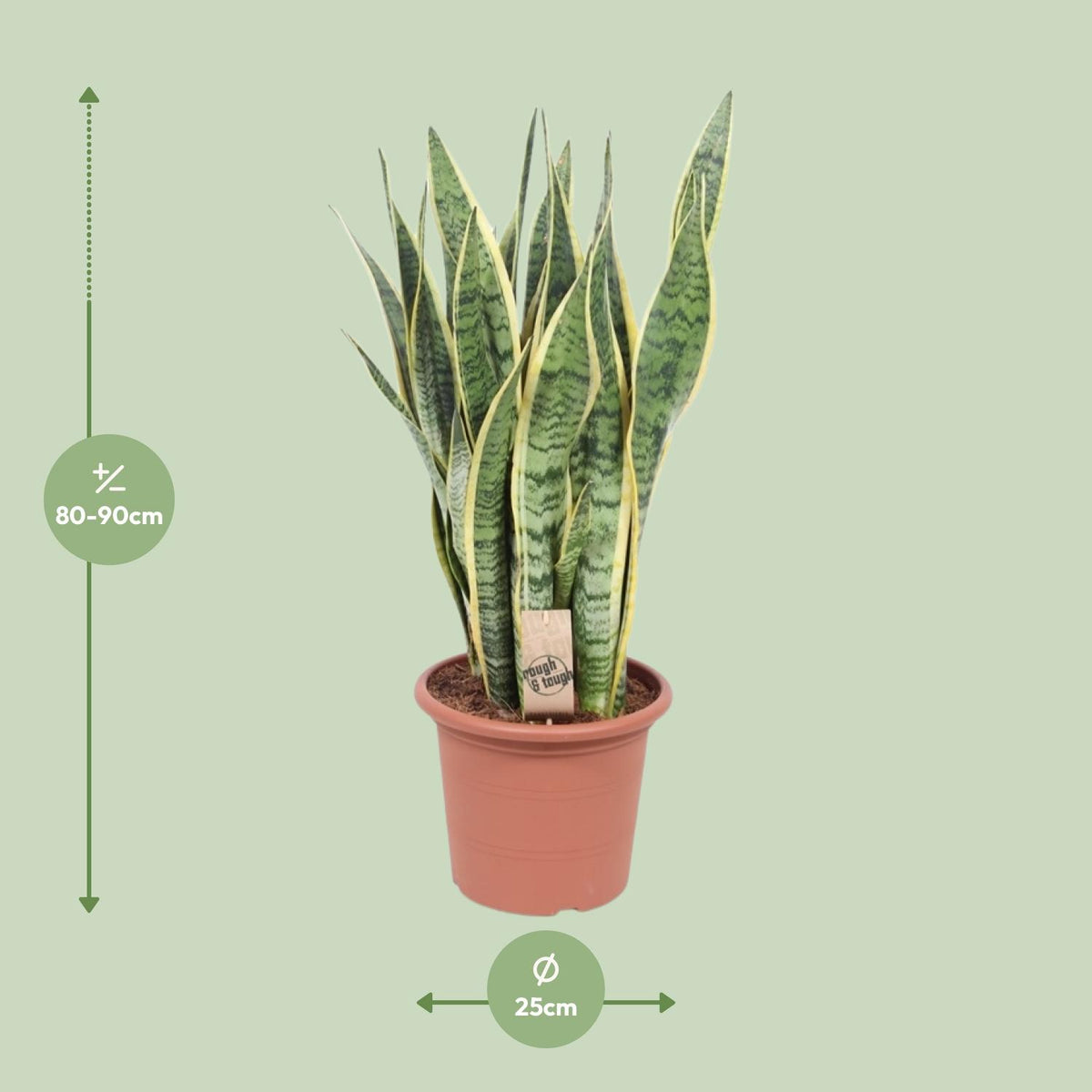 Sansevieria trifasciata Laurentii (svigermors tunge) – Ø25 cm, 85 cm høj