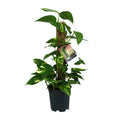 Scindapsus Epipremnum – Ø15 cm, 50 cm hoog