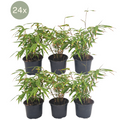 Fargesia rufa (Bambus) – 24 Pflanzen, Ø 13 cm, 25 cm hoch