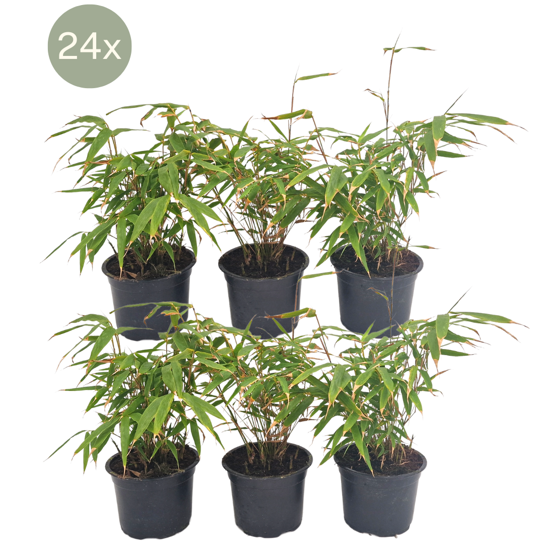 Fargesia rufa (Bambus) – 24 Pflanzen, Ø 13 cm, 25 cm hoch