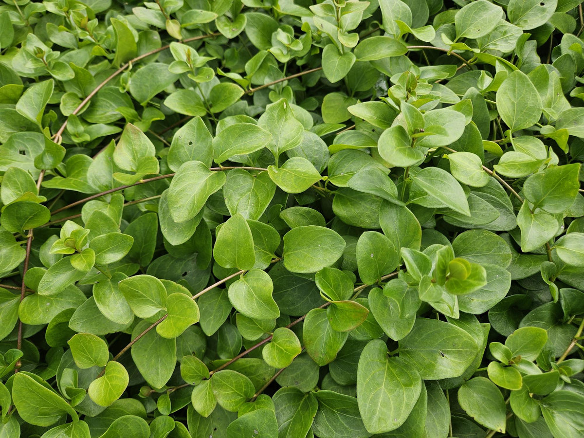 Vinca major 'Alba' (bigleaf vinca) – 60 plants, Ø9 cm, 10–25 cm high – photo 6
