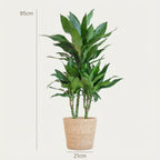 Dracaena Janet Lindt (drakenboom) met zeegras mand – Ø21 cm, 95 cm hoog