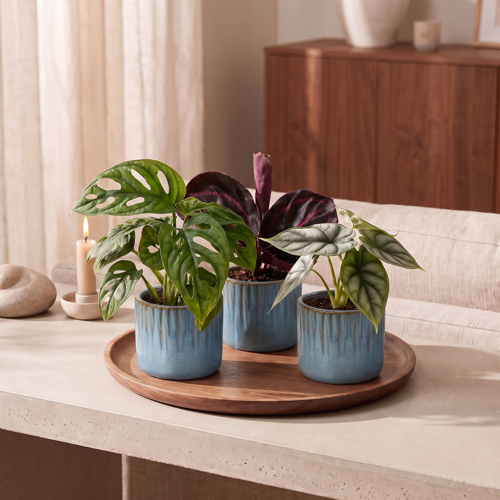 3× Baby Plants Jungle Mix incl. Linnea Misty Blue – Ø6 cm, 10–15 cm tall – photo 3