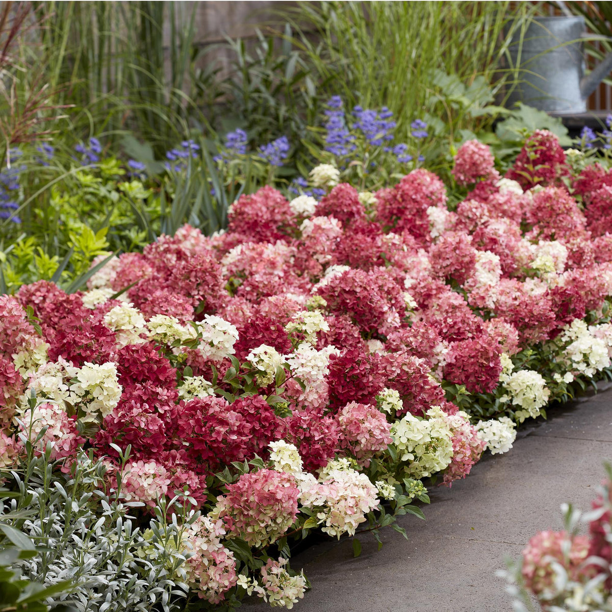 Hydrangea panniculata 'Groundbreaker Ruby' (hortensia paniculé) – rouge – 8 plants, Ø14 cm, 20–25 cm de haut – photo 6
