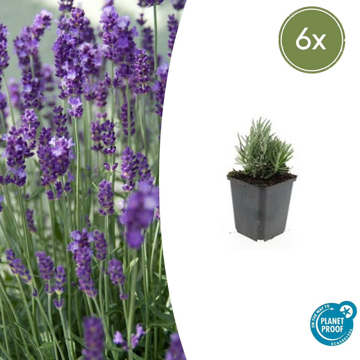 Lavandula angustifolia 'Dwarf Blue' (lavendel) – 6 planten, Ø9 cm, 10–25 cm hoog
