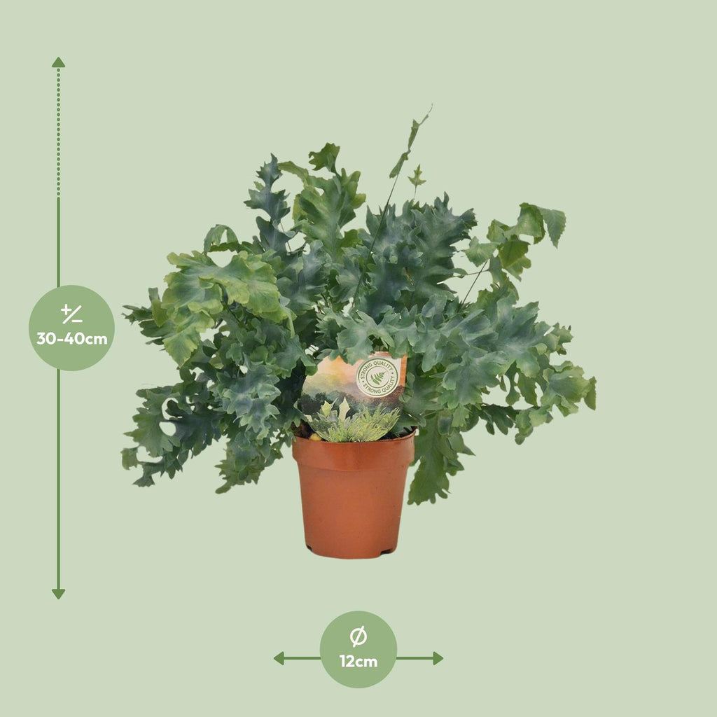 Phlebodium Davana (blåbregne) – Ø12 cm, 35 cm høj – art. 9921