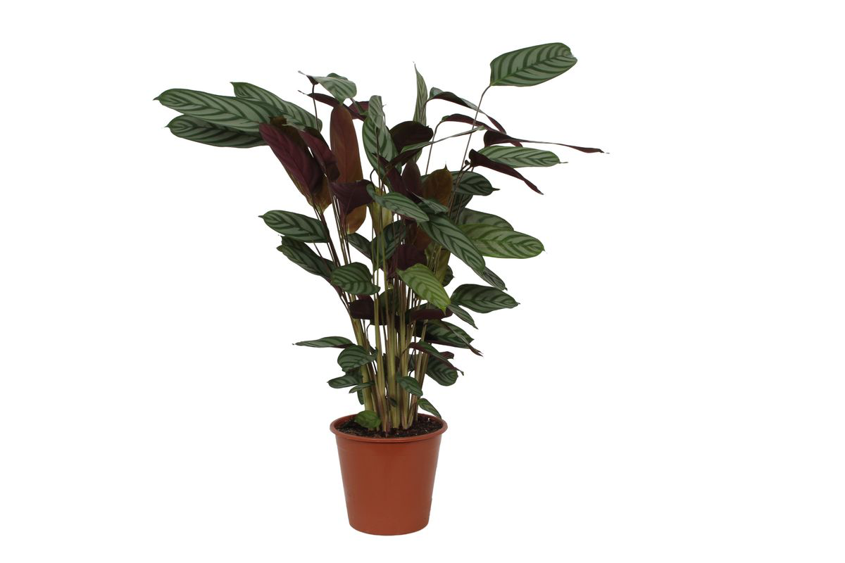 Calathea Compactstar – Ø19 cm, 80 cm de haut