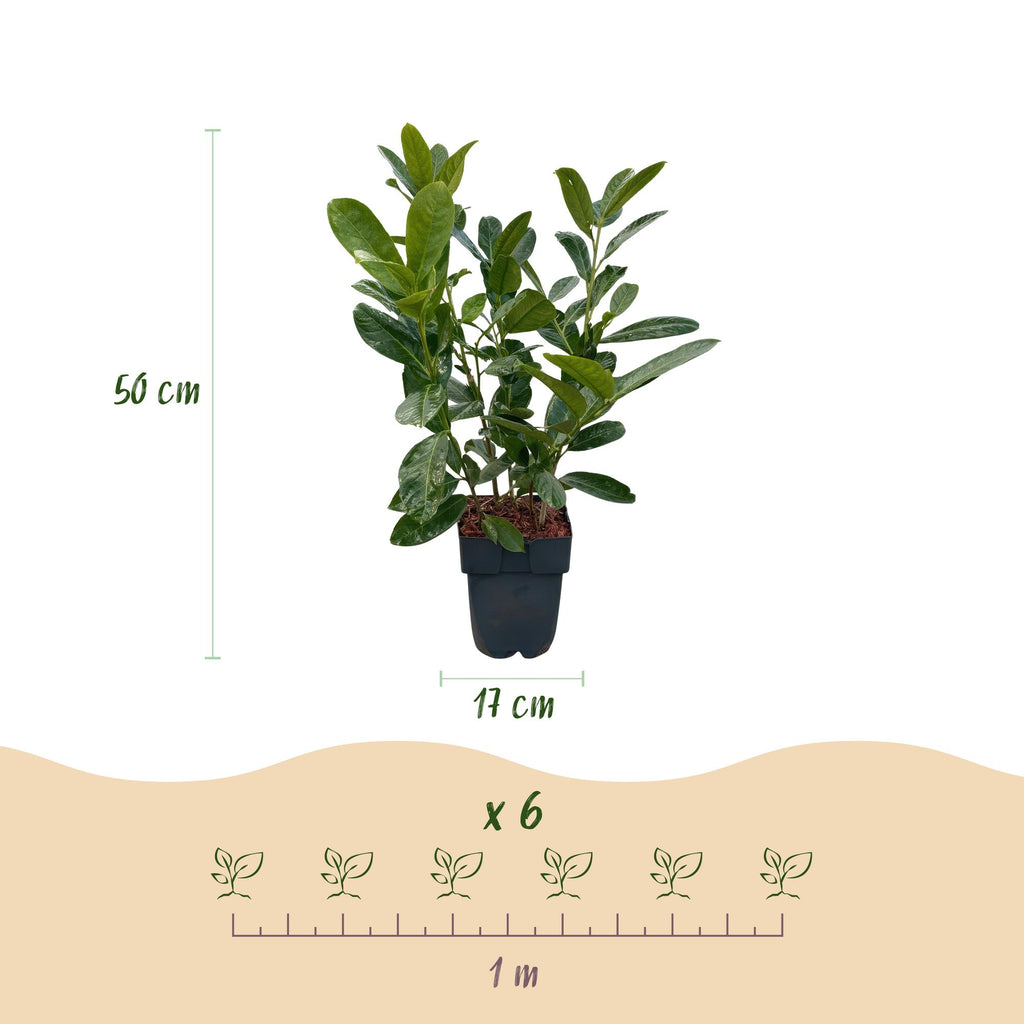 Prunus laurocerasus 'Rotundifolia' (cherry laurel) – 6 plants, Ø17 cm, 50 cm high – photo 3